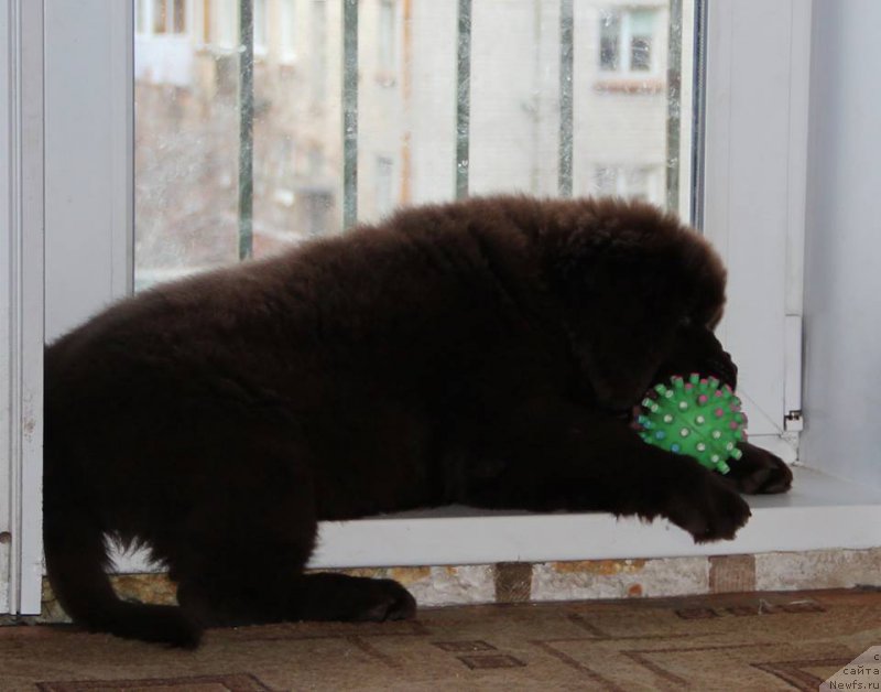 Фото: ньюфаундленд Ньюфорт Ваше Величество Брабус