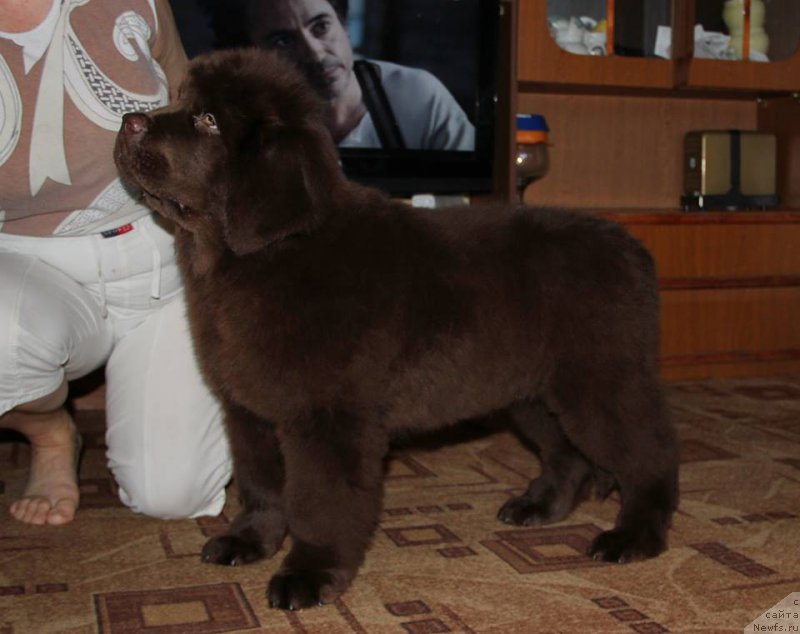 Фото: ньюфаундленд Ньюфорт Ваше Величество Брабус