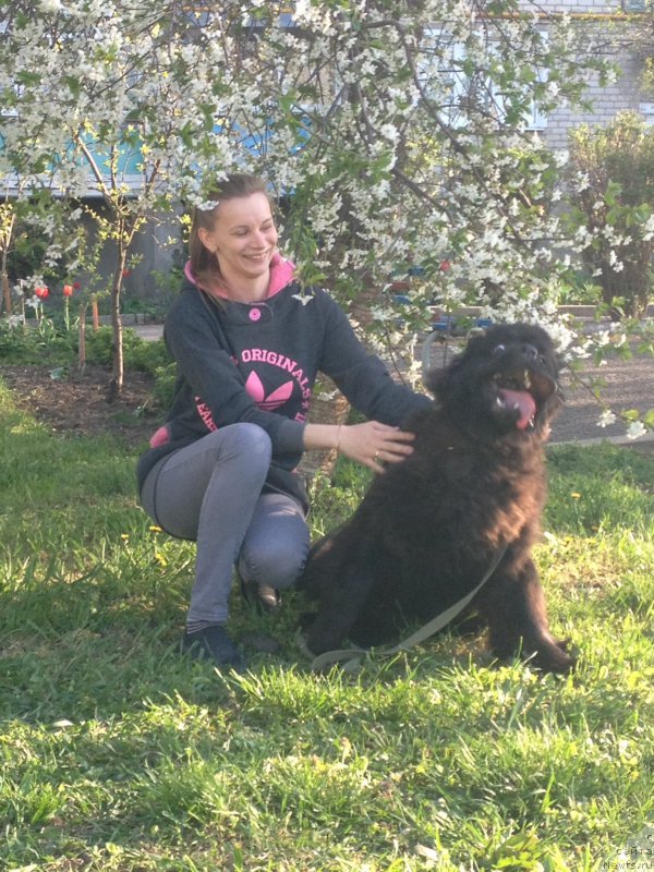 Фото: ньюфаундленд Басня с Берега Дона (Basnja s Berega Dona)