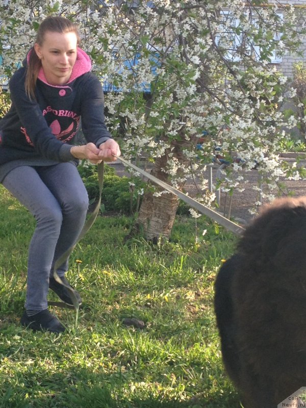 Фото: ньюфаундленд Басня с Берега Дона (Basnja s Berega Dona)