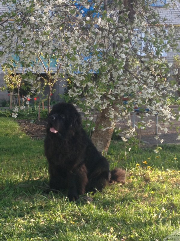 Фото: ньюфаундленд Басня с Берега Дона (Basnja s Berega Dona)