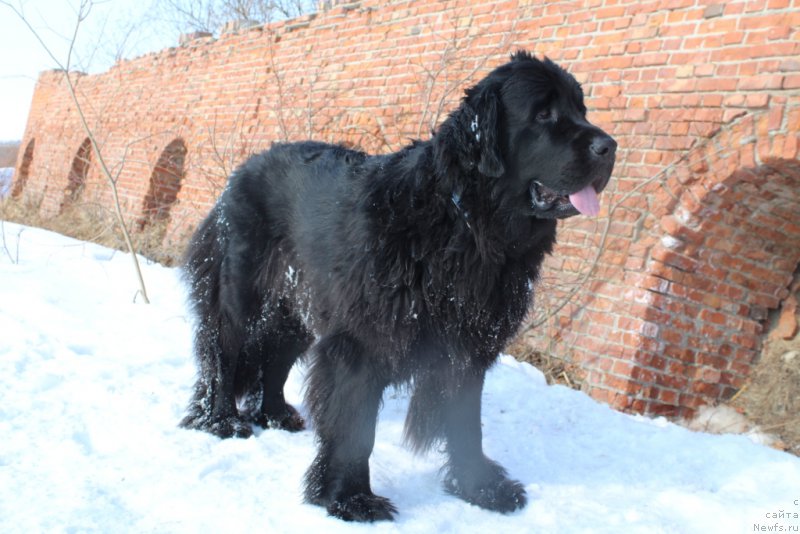 Фото: ньюфаундленд Ариель Принцесс оф зе Сии