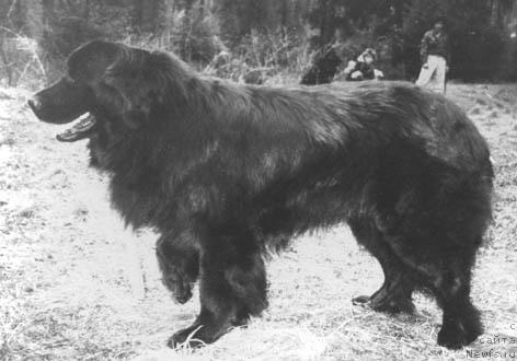 Фото: ньюфаундленд Зай Балу Цегю