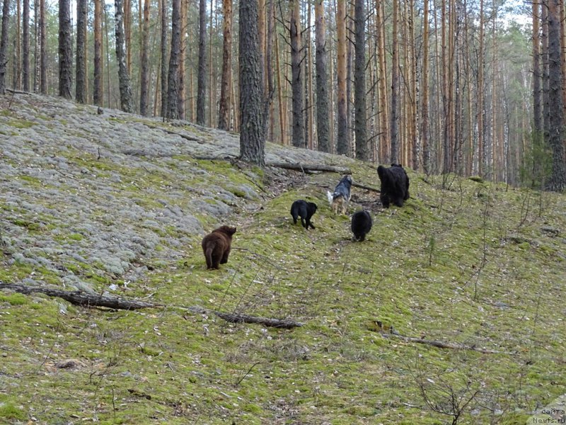 Фото: ньюфаундленд Барышня, ньюфаундленд Ньюфорт Вивиан