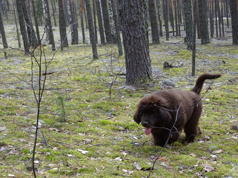 Фото: ньюфаундленд Ньюфорт Вивиан