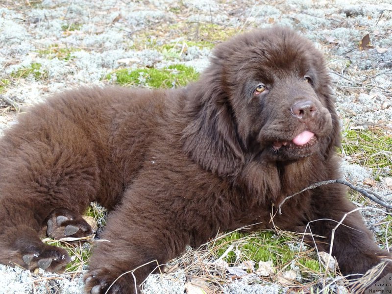 Фото: ньюфаундленд Ньюфорт Вивиан