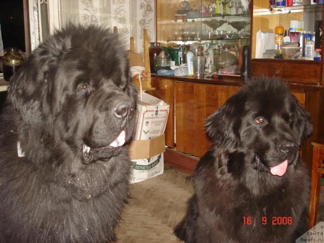 Фото: ньюфаундленд Смигар Иеремия Ивент Магик (Smigar Ieremiya Ivent Magik), ньюфаундленд Смигар Осенняя Сказка