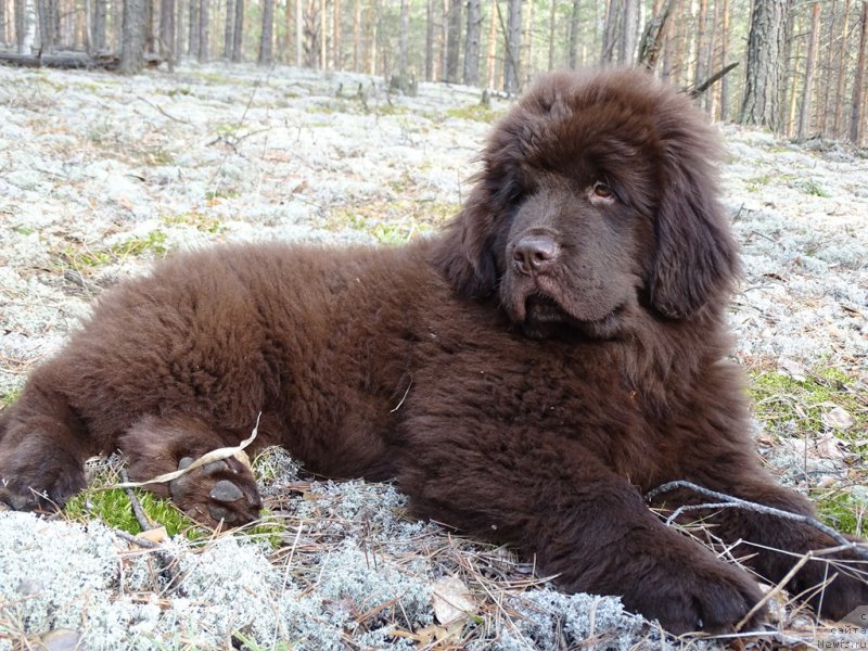 Фото: ньюфаундленд Ньюфорт Вивиан