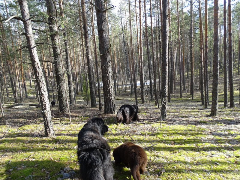 Фото: ньюфаундленд Акин Соул София, ньюфаундленд Лесная Сказка Лунная Соната, ньюфаундленд Ньюфорт Вивиан