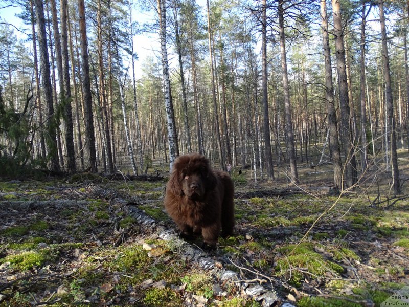 Фото: ньюфаундленд Ньюфорт Вивиан