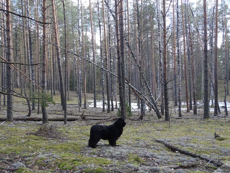 Фото: ньюфаундленд Акин Соул София