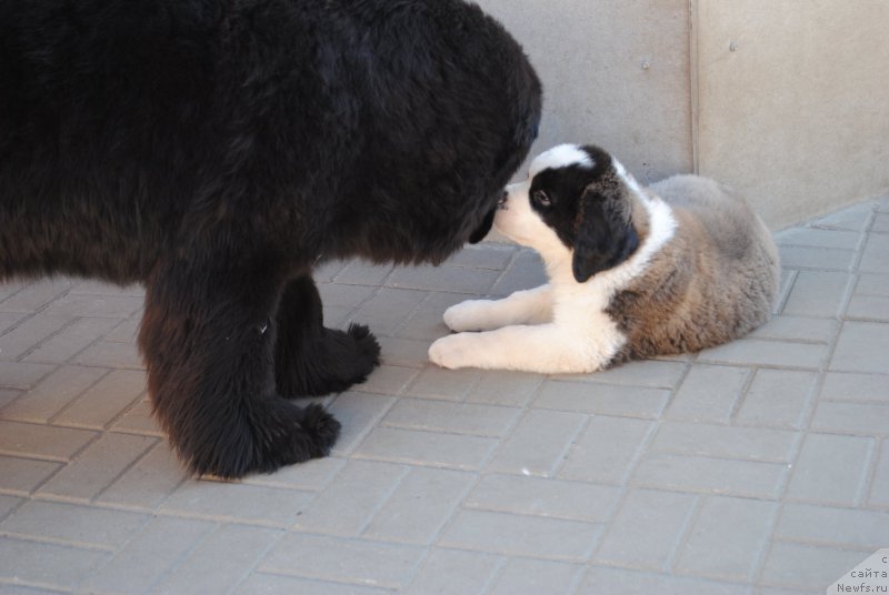 Фото: ньюфаундленд Хариетта Ембодимент оф а Греат Претендер (Harrieta Embodiment of a Great Pretender)
