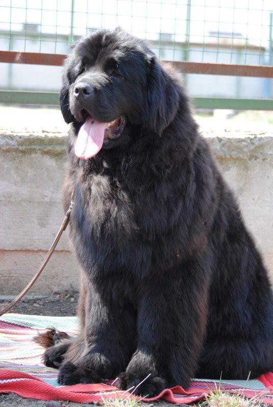 Фотография № 180127