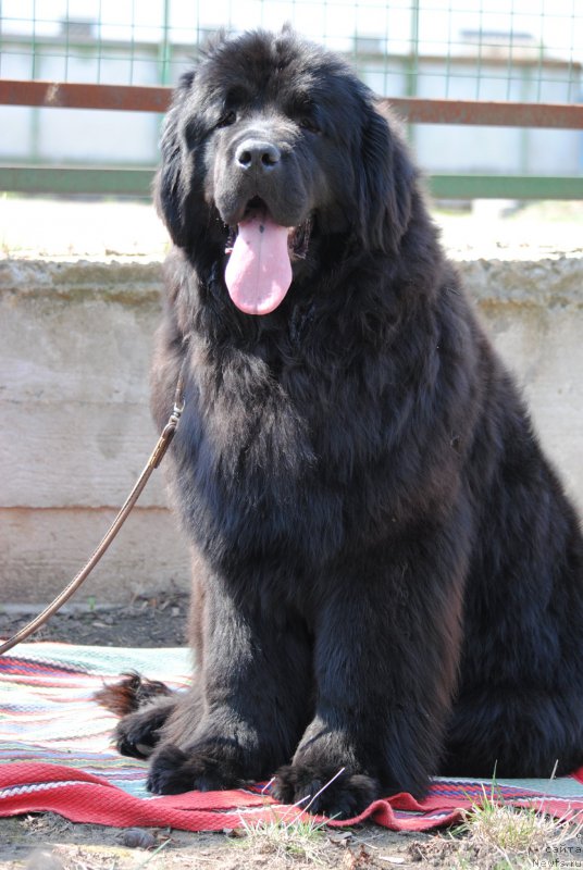 Фото: ньюфаундленд Хариетта Ембодимент оф а Греат Претендер (Harrieta Embodiment of a Great Pretender)