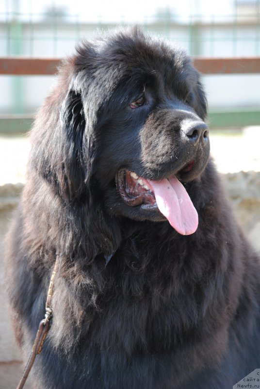 Фотография № 180129