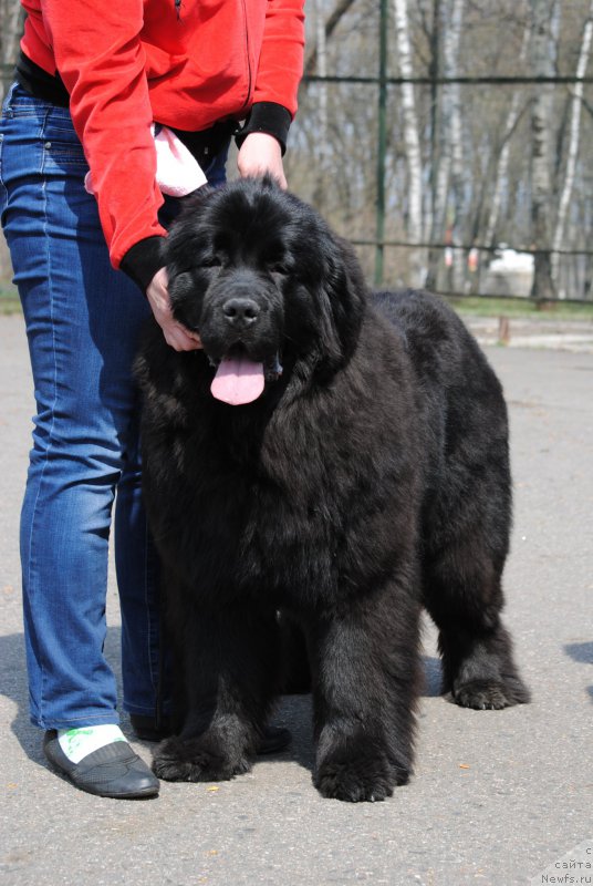 Фотография № 180131