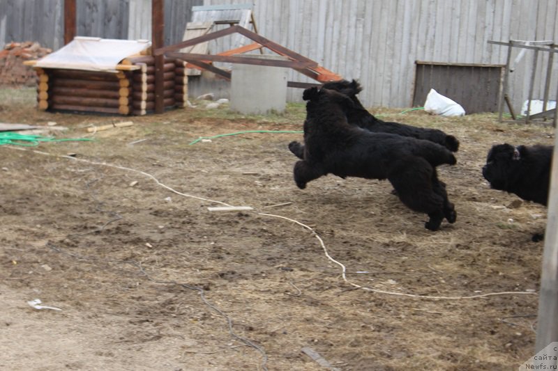 Фото: ньюфаундленд Маркиз Максимельен Де Марк (Markiz Maximilien de Mark), ньюфаундленд Супер Бизон Лилимэн (Super Bizon Liliman)