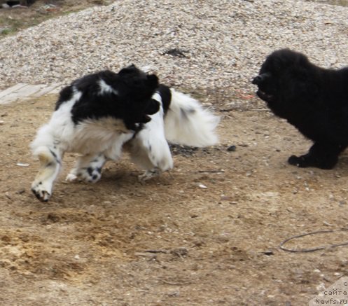 Фотография № 180137