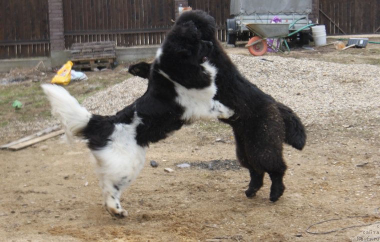 Фотография № 180138