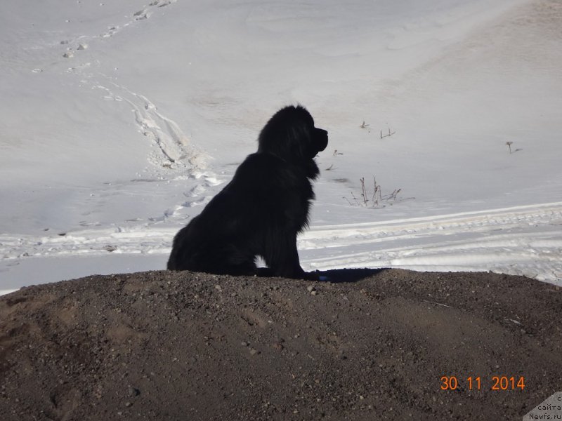 Фото: ньюфаундленд Би Перфект Аскер