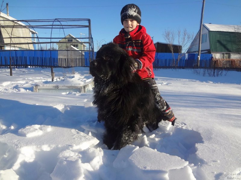 Фото: ньюфаундленд Би Перфект Аскер