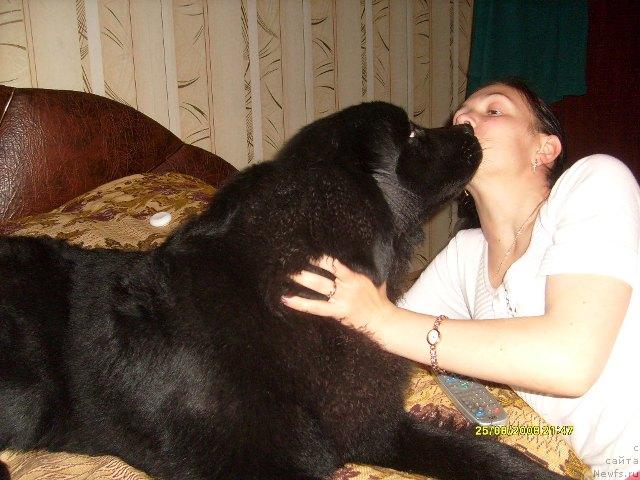 Фото: ньюфаундленд Кайден Плейфул (Kaiden Playful)