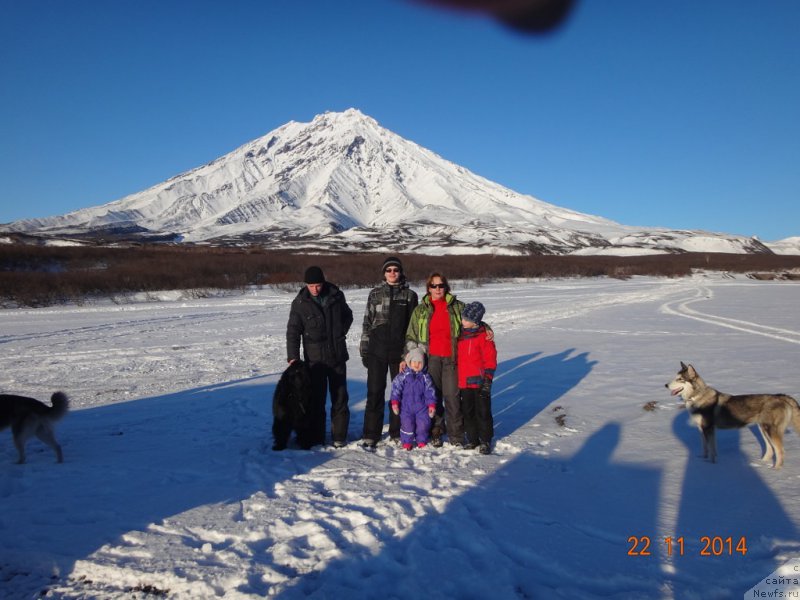 Фото: ньюфаундленд Би Перфект Аскер