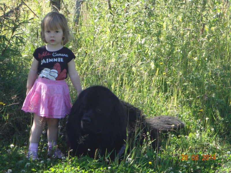 Фото: ньюфаундленд Би Перфект Аскер