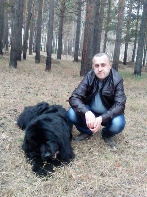 Фото: ньюфаундленд Би Перфект Аладар Хранитель Рода