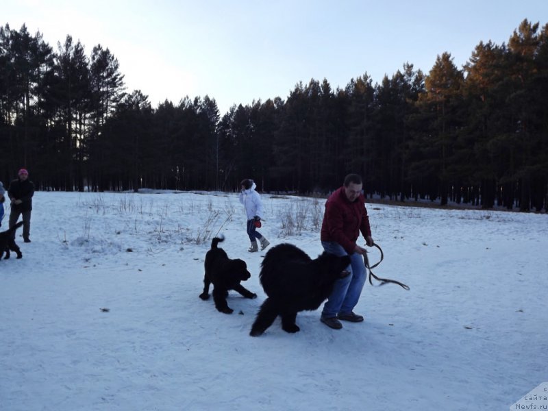Фото: ньюфаундленд Би Перфект Герцог, ньюфаундленд Би Перфект Аладар Хранитель Рода