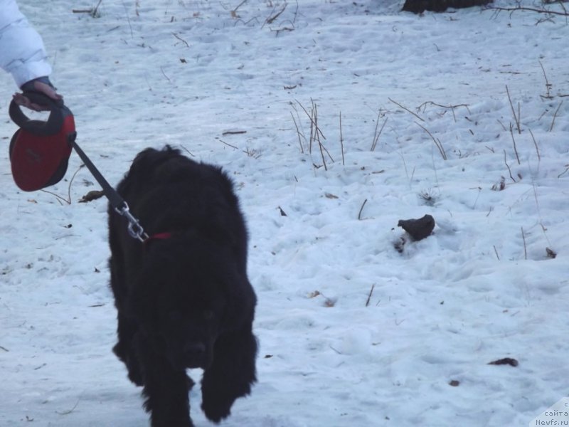 Фото: ньюфаундленд Би Перфект Герцог