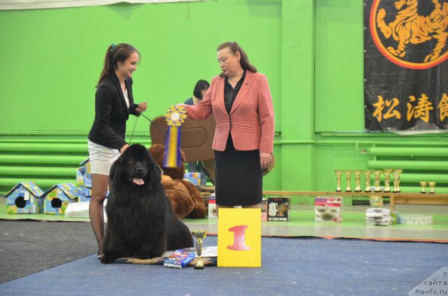 Фото: ньюфаундленд Би Перфект Бандэрос