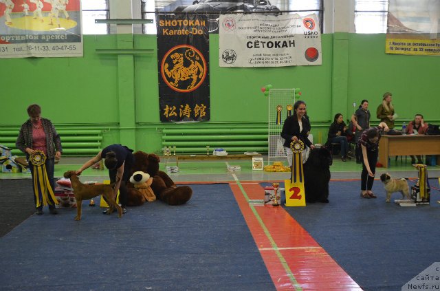 Фото: ньюфаундленд Би Перфект Бандэрос