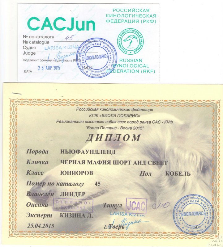 Фото: ньюфаундленд Черная Мафия Шорт анд Свеет (Chernaya Mafia Short and Sweet)