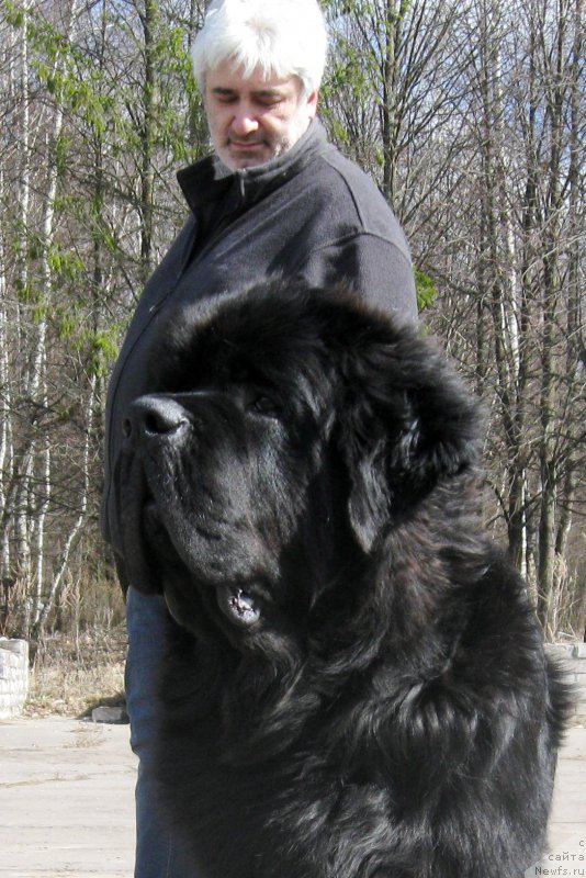 Фото: ньюфаундленд Черная Мафия Шорт анд Свеет (Chernaya Mafia Short and Sweet)