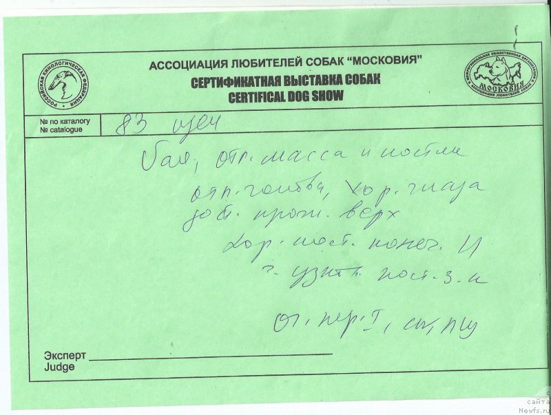 Фото: ньюфаундленд Питерньюф Азарт (Piternyuf Azart)