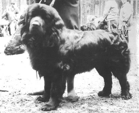 Фото: ньюфаундленд Бенсон Пан