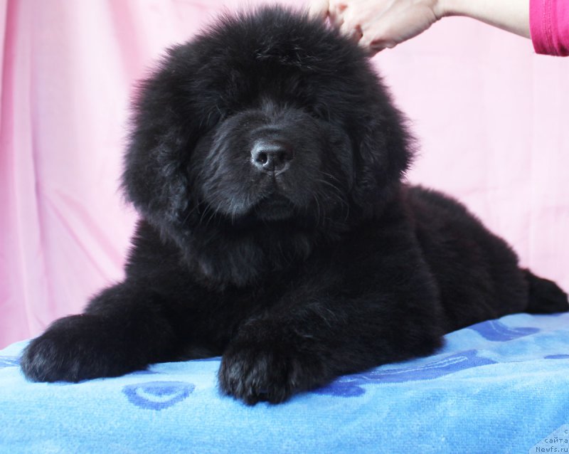 Фото: ньюфаундленд Черный Балу Евита Леона