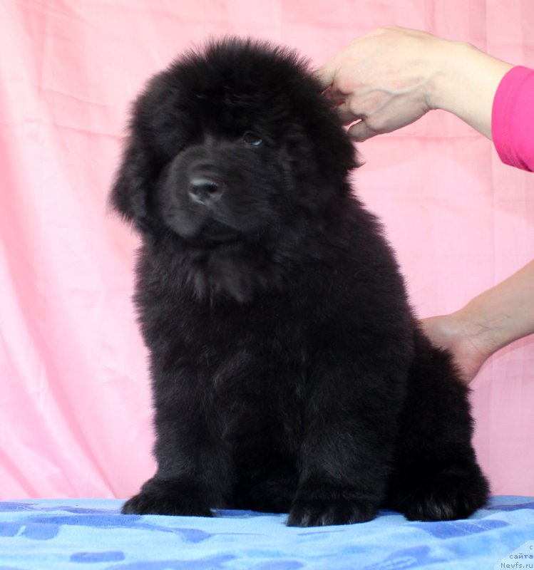 Фото: ньюфаундленд Черный Балу Евита Леона