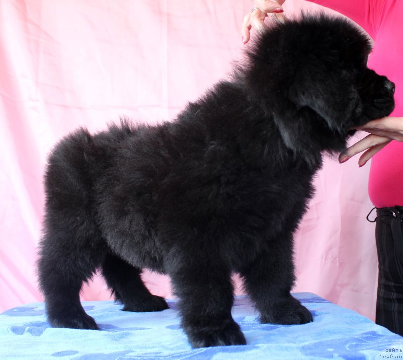 Фото: ньюфаундленд Черный Балу Евита Леона
