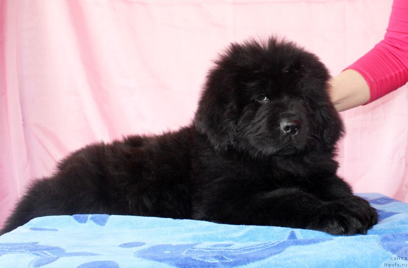 Фото: ньюфаундленд Черный Балу Евита Леона