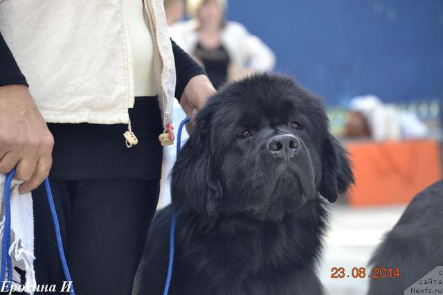 Фото: ньюфаундленд Аргентина Лунная Ночь