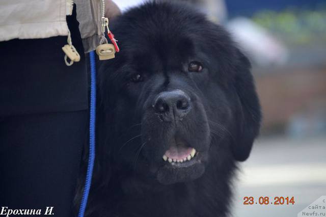 Фото: ньюфаундленд Аргентина Лунная Ночь