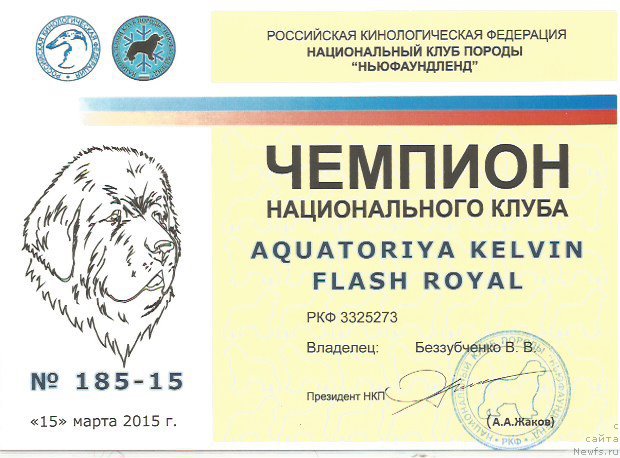 Фото: ньюфаундленд Акватория Келвин Флэш Ройал (Aquatoriya Kelvin Flash Royal)