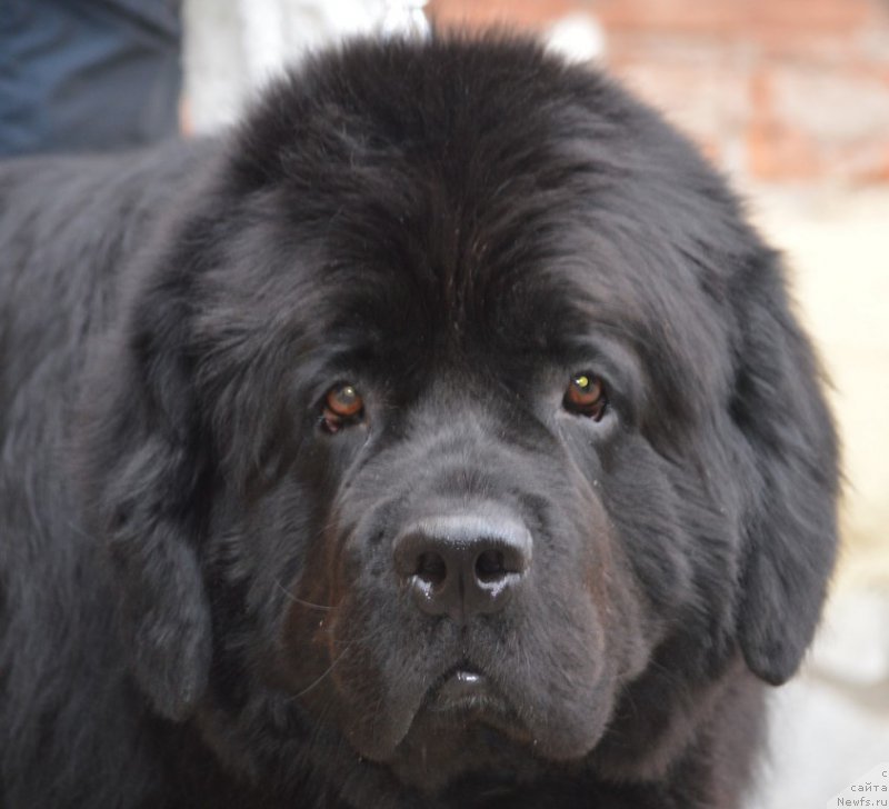 Фотография № 180221