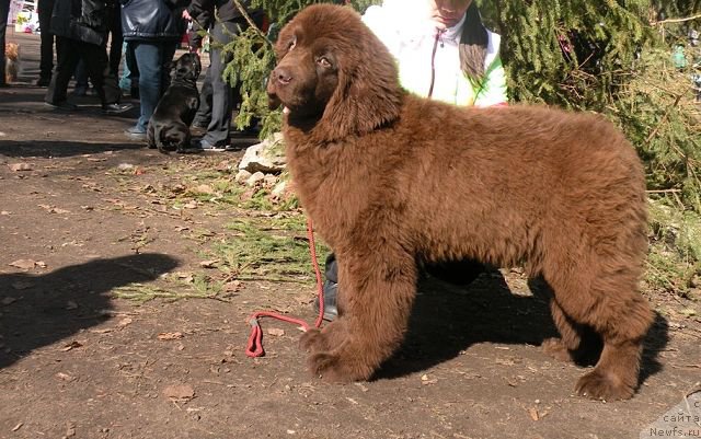 Фото: ньюфаундленд Ваше Благородие с Берега Дона (Vashe Blagorodie s Berega Dona)