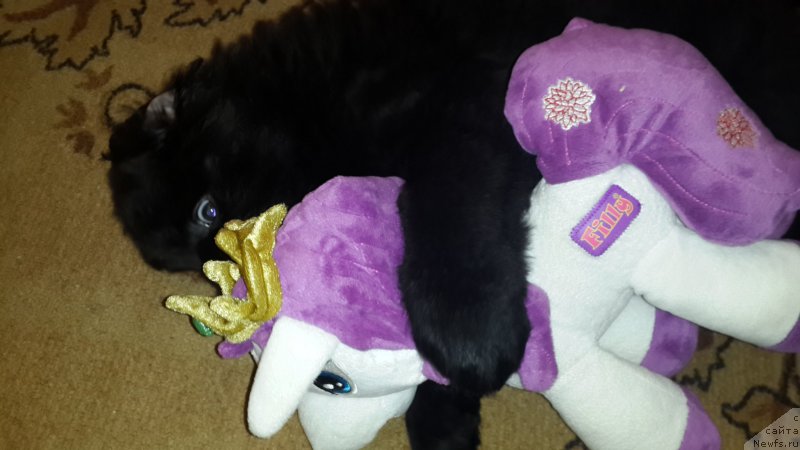 Фото: ньюфаундленд Черный Балу Елисей