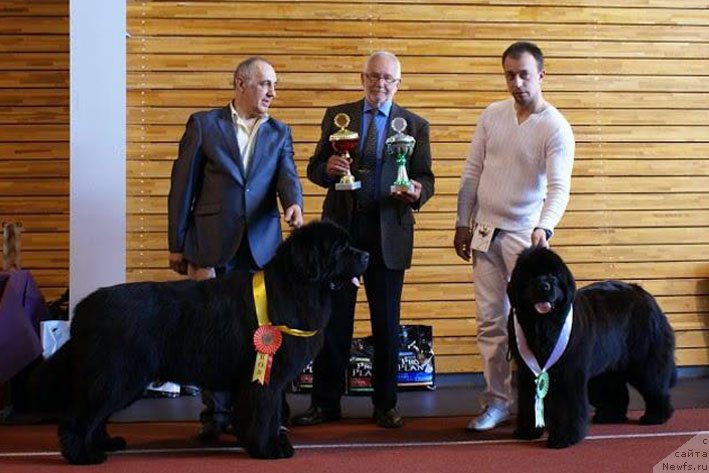 Фото: ньюфаундленд Звездный Дар Агасси (Zvezdnij Dar Agassi), ньюфаундленд Zodiac Princess Nuo Ozo Kalvu