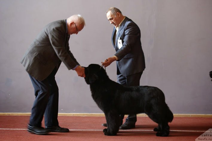 Фото: ньюфаундленд Чудо Чойс Звездного Дара с Берега Дона (Chudo Choice Zvezdnyj Dar s Berega Dona)
