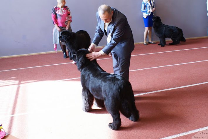 Фото: ньюфаундленд Чудо Чойс Звездного Дара с Берега Дона (Chudo Choice Zvezdnyj Dar s Berega Dona)